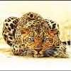 Leopard 3 (50 x 50 picture size)