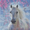 White Horse 48 x 48 picture size